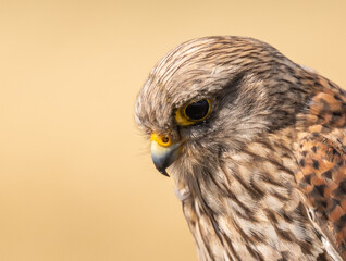 Common Kestrel