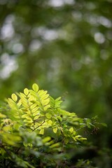 Arrière-plan feuillage arbre forêt - nature biodiversité printemps vert acacia