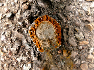 rusty flat crown cork on a street floor