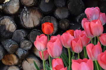 Tulipanes rosas sobre troncos de leña