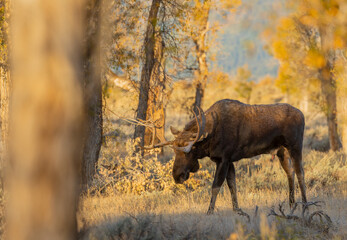 Bull Moose in Autumn in Wyoming