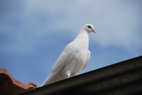 Paloma blanca, s&iacute;mbolo de la paz