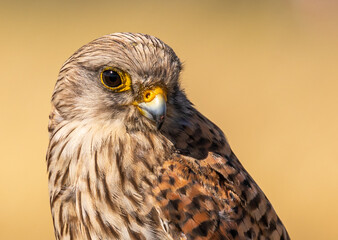 Common Kestrel