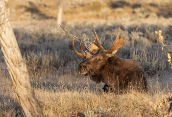 Bull Moose in Wyoming in Autumn