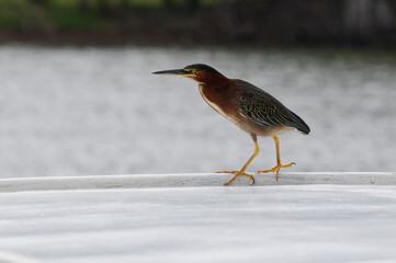 Green Heron (Butorides virescens) in Tortuguero National Park, Costa Rica