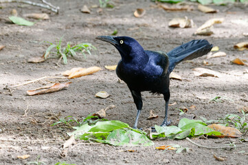 Great-tailed grackle (Quiscalus mexicanus) in Tortuguero National Park, Costa Rica