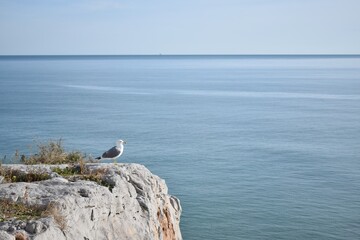Solitaria gaviota mirando al infinito desde un acantilado en el mar