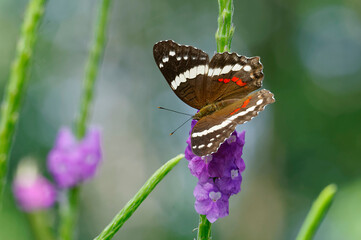 Fatima or Banded peacock (Anartia fatima) in Costa Rica