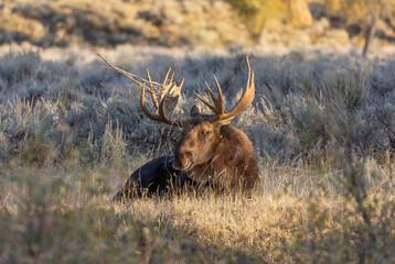 Bull Moose in Wyoming in Autumn