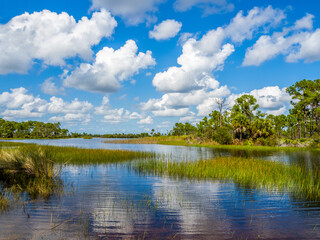 Fototapeta na wymiar Webb Lale in the Fred C. Babcock/Cecil M. Webb Wildlife Management Area in Punta Gorda Florida USA