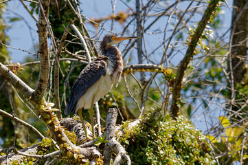 Tricolored heron (Egretta tricolor) in Tortuguero National Park, Costa Rica