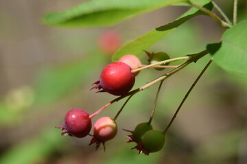 Amélanchier baies