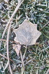 Hoja helada con escarcha entre otoño e invierno