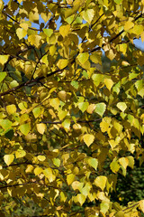 Yellow autumn birch foliage illuminated by the sun against the blue sky. Natural background for graphic designs.