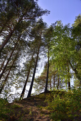 Transparent pine forest illuminated by the sun on the high rocky bank of the Ural river Iren. Sunny autumn in the foothills of the Western Urals.