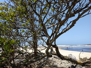 Árvore na praia - Tree on the beach