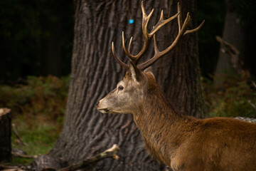 Photo of a beautiful and strong male deer during rutting season in the nature in Richmond park, London