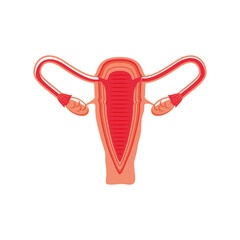 sexual health, female uterus isolated detailed icon