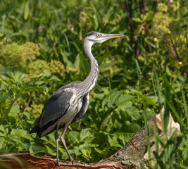 Grey Heron
