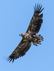 White tailed Eagle