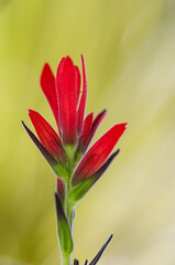 Flor de páramo