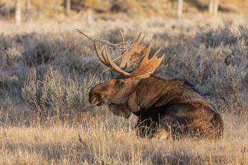 Bull Moose in Wyoming in Autumn