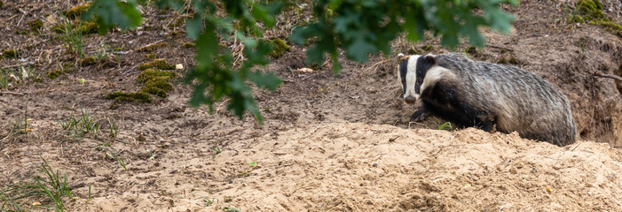 European Badger at its sett © David