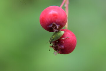 baies amélanchier et insecte