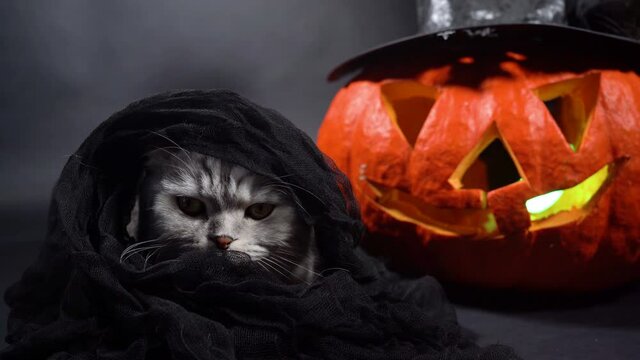 A purebred purebred Scottish Fold cat in black veil sits against the background of Jack O Lantern. Halloween with pets. Celebration with domestic cat.