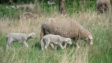Naklejka na ściany i meble Family of sheep with lambs is grassing at nature at summer, closeup, details