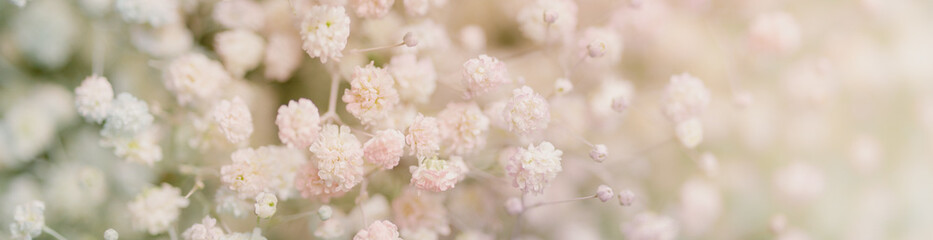 Nature of flower in garden using as cover page background natural flora wallpaper or template...