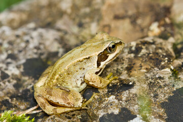  Rana bermeja (Rana temporaria), camuflada sobre la roca.