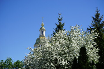 Holy Trinity Seraphim-Diveyevsky monastery , dome of the Annunciation Cathedral, white acacia, may .