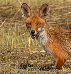 Red Fox hunting in meadow