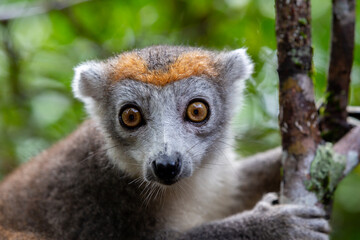 Fototapeta premium A crown lemur on a tree in the rainforest of Madagascar