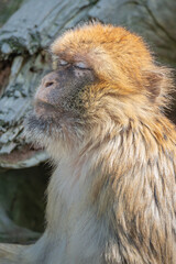 Portrait of sleepy macaque catching warms at sunlight with closed eyes, closeup, details.