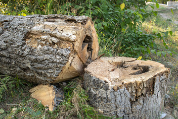 Felled tree in the forest. Stump. Tree trunk.