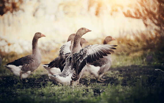 A flock of geese walks. One goose flaps its wings.
