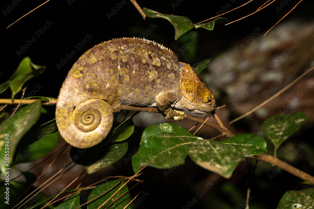 Wall mural A chameleon on a branch in the rainforest of Madagascar