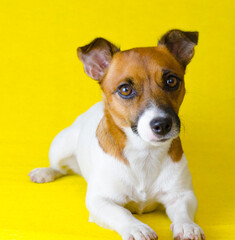 dog jack russell terrier breed lies on a yellow background. Obedient happy dog.