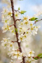庭に咲くプラムの花