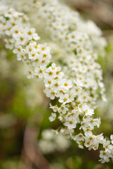庭に咲くユキヤナギの花