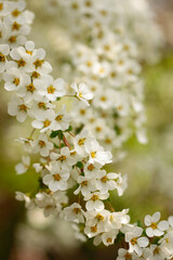 庭に咲くユキヤナギの花