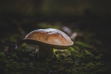 edible mushrooms boletus in the forest