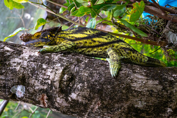 A chameleon moves along a branch in a rainforest in Madagascar