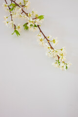 白いプラムの花