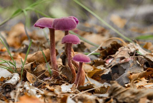 Laccaria amethystina or the amethyst mushroom