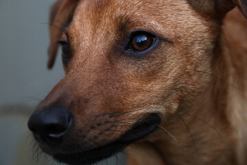 portrait of a brown dog 3