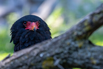 Bateleur (Terathopius ecaudatus) behind a trunk looking straight at the camera