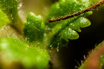 HOJAS, LEAVES, MACRO
